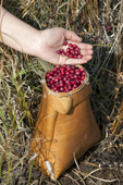 Collecting cranberries (Vaccinium oxycoccos) in a traditional Selkup birch bark basket in the autumn. Krasnolselkup, Yamal, Western Siberia, Russia.