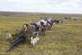 Nenets reindeer herders travelling across the tundra during the autumn migration to their winter pastures. Yamal Peninsula, NW Siberia, Russia