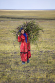 Dina Laptander, returns to a Nenets reindeer herders' summer camp, after collecting a load of willow which sill be used for firewood). Yamal Peninsula, NW Siberia, Russia