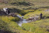 Fyodor Laptander, a Nenets reindeer herder, leads his draught reindeer across a stream in the tundra during the autumn migration to their winter pastures. Yamal Peninsula, NW Siberia, Russia