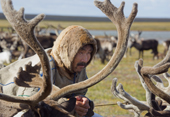 Gennadiy, a Nenets man, watches reindeer in a corral at a herders' summer camp on the Yamal Peninsula. NW Siberia, Russia