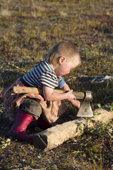At a Nenets reindeer herders' summer camp, two year old Juliana Laptander, plays at chopping firewood with a hatchet. Yamal Peninsula, NW Siberia, Russia