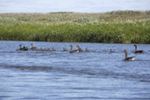 White-fronted geese and goslings on the Yuribey river. Tazovskiy region, Gydan Peninsula, Yamal, Siberia