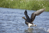 A White-fronted goose taking off from the Yuribey river. Tazovskiy region, Gydan Peninsula, Yamal, Siberia
