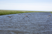 White-fronted geese flying low over Yuribey river. Tazovskiy region, Gydan Peninsula, Yamal, Siberia