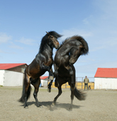 Black Stallions fighting, Icelandic Pure Breed Horses, Iceland