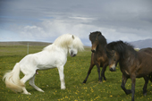 White Stallion with Mares, Icelandic Pure Breed Horses, Iceland