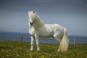 White Stallion, Icelandic Pure Breed Horse, Iceland