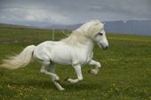 White Stallion, Icelandic Pure Breed Horse, Iceland