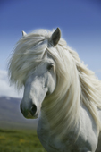 Portrait White Stallion, Icelandic Pure Breed Horse, Iceland