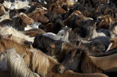 Horse Round-up or Gathering, Icelandic Pure Breed Horses, Iceland