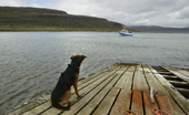 Dog on Dock, Strandir, West Fjords, Iceland
