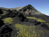 New Growth, Surtsey Volcanic Island, Westman Islands, Iceland
