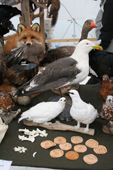 Selection of stuffed tundra animals on a taxidermy stand at the Sami Winter Market. Jokkmokk. Sweden. Size to A4