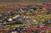 Female Eider sits on her nest amongst Purple Saxifrage. Spitsbergen.