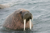 Young bull walrus in shallow water. Spitsbergen