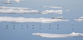 Group of Brunnich's Guillemot, reflected in the dead calm water between the thawing sea ice. Svalbard