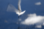Kittiwake lifts off the sea with lots of spray. The Arctic
