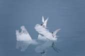 Arctic terns rest on a piece of iceberg ice by Lilliehookbreen. Spitsbergen
