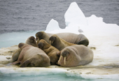 A group of male walrus of varying ages, haul out on an ice floe in the polar pack west of Spitsbergen