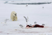 Young male polar bear approaches a dead seal where gulls are feeding, Spitsbergen