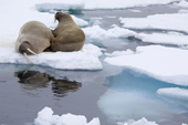 A pair of male walrus hauled out on an ice floe amongst the shifting pack ice west of Spitsbergen