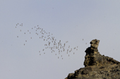 Flocks of Little Auks (Dovekies) fly around the dolorite stacks by Bjørndalen. Spitsbergen