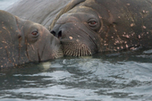 Two young bull walrus greet each other by pressing their faces & whiskers close together in the water off Moffen Island. Svalbard