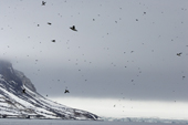 Thousands of Brunnich's Guillemots in the air over Hinlopen Strait at Alkefjellet Bird Cliff. Spitsbergen. Norway.