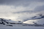Black Guillemots fly over Nordaustlandet on a cloudy day. Svalbard. Norway