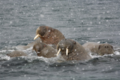 Group of walrus swimming during a snow flurry. Svalbard. Norway