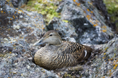Female Eider Duck sits tight on her down nest, well camouflaged amongst the lichen rocks. Svalbard.
