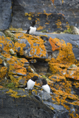 A pair of Little Auks / Dovekies, on a lichen covered rock below a bird cliff. Svalbard