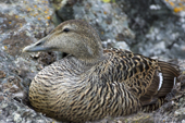 Portrait of a female Eider Duck on her nest. Svalbard.