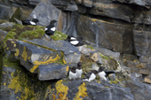 Little Auks / Dovekies and Black Guillemots on lichen encrusted rocks. Karl XII Oya. Svalbard.