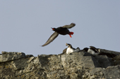 Two Little Auks / Dovekies duck as a Black Guillemot takes off over their heads. Svalbard. Norway.
