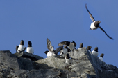 Little Auks / Dovekies fly from a rocky ledge above a bird cliff. Karl XII Oya. Svalbard