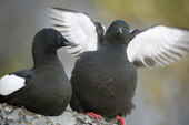 Black Guillemot pair, one of them stretches its wings Svalbard. Norway.