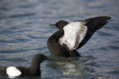 Black Guillemot stretches its wings as it sits on the water. Spitsbergen