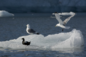 Kittiwake lands on a small piece of ice with another kittiwake and a black guillemot. Spitsbergen.