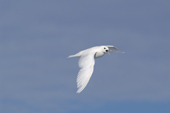 Ivory Gull in flight. 82 degrees North off Svalbard 2006. Print size to A4.(8 x 11.5 inches)