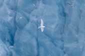 Ivory Gull in flight by the Monaco Glacier, Leifdefjord, Svalbard 2006. Print size to A4.(8 x 11.5 inches)
