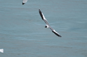Sabines Gull in flight. Monaco Glacier, Leifdefjord, Svalbard 2006. Print size to A4.(8 x 11.5 inches)