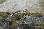 Arctic Fox being seen off by a pair of Pink-footed Geese. Alkhornet, Isfjord, Spitsbergen 2006. Print size to A4.(8 x 11.5 inches)
