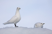 Two Ivory gulls on a snow mound, white on white. Svalbard.
