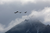 Pinkfooted geese in flight; Recherchefjord; Svalbard