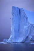 A seabird flies past the towering ice cliffs of an iceberg. West Greenland.