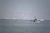 Gulls gather behind a fishing boat returning to Ilulissat. West Greenland