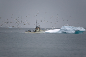 Gulls gather behind a fishing boat returning to Ilulissat. West Greenland
