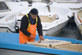 An Inuit fisherman cleaning halibut on his boat in Ilulissat harbour. West Greenland